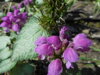 HLUCHAVKA SKVRNITÁ - Lamium maculatum 'Beacon Silver'