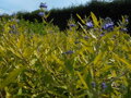 OŘECHOPLODEC KLANDONSKÝ - Caryopteris clandonensis ´Worcester Gold´