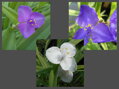 PODEŇKA ANDERSONOVA - Tradescantia andersoniana 'Mix'