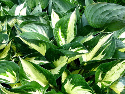 BOHYŠKA - Hosta hybride 'Revolution'