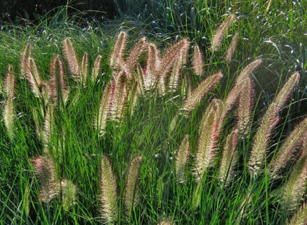 DOCHAN PSÁRKOVITÝ (VOUSATEC) - Pennisetum alopecuroides ´Compressum´