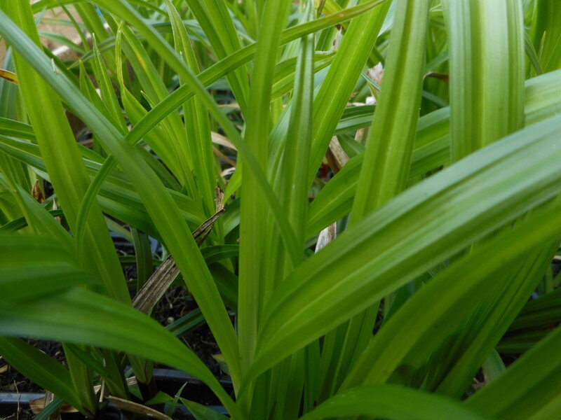 OSTŘICE JAPONSKÁ - Carex morrowii 'Irish Green'